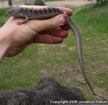 San Diego Alligator Lizard (Elgaria multicarinata webbii)