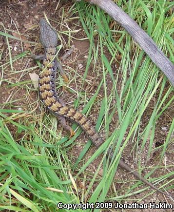 San Diego Alligator Lizard (Elgaria multicarinata webbii)