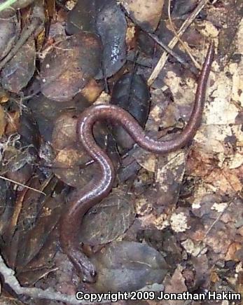 Garden Slender Salamander (Batrachoseps major major)