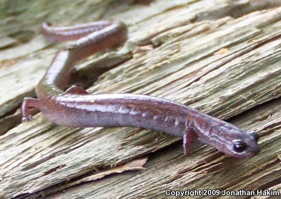 Garden Slender Salamander (Batrachoseps major major)