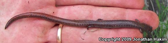 Garden Slender Salamander (Batrachoseps major major)