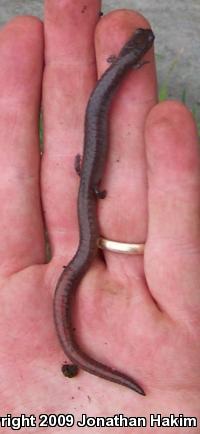 Garden Slender Salamander (Batrachoseps major major)