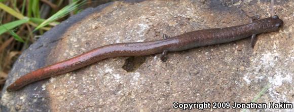 Garden Slender Salamander (Batrachoseps major major)