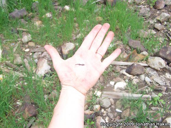 Garden Slender Salamander (Batrachoseps major major)