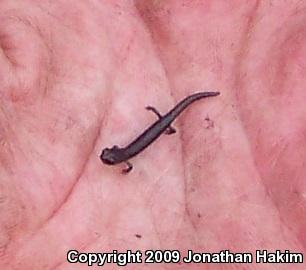 Garden Slender Salamander (Batrachoseps major major)