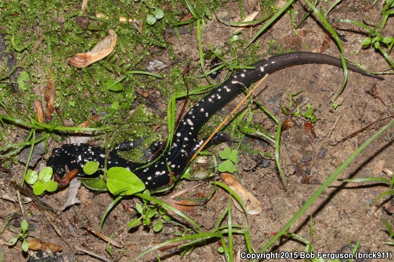 Northern Slimy Salamander (Plethodon glutinosus)