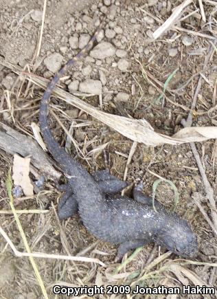 Great Basin Fence Lizard (Sceloporus occidentalis longipes)