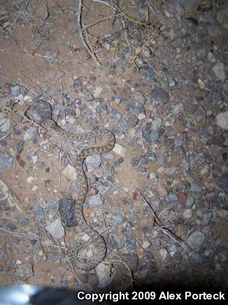 Collar Nightsnake (Hypsiglena torquata)