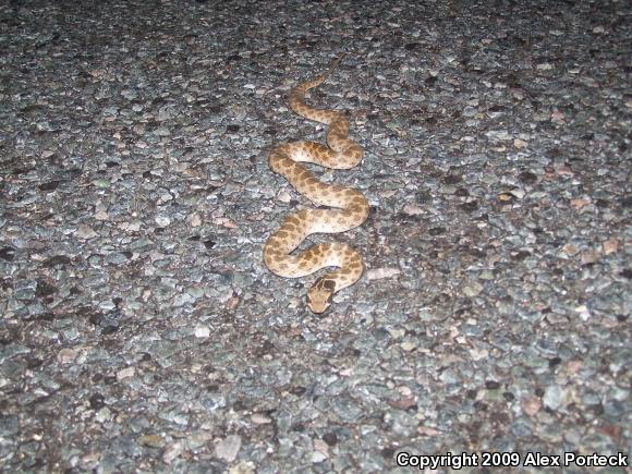 Collar Nightsnake (Hypsiglena torquata)