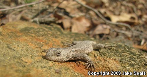 Eastern Fence Lizard (Sceloporus undulatus)