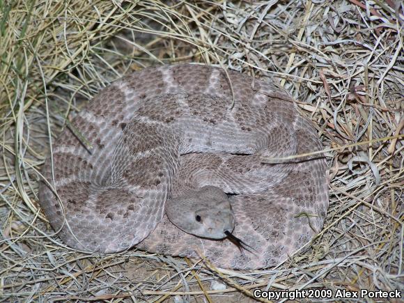 Western Diamond-backed Rattlesnake (Crotalus atrox)