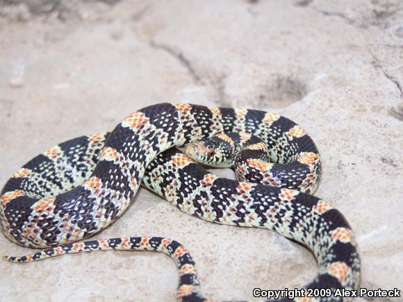 Western Long-nosed Snake (Rhinocheilus lecontei)