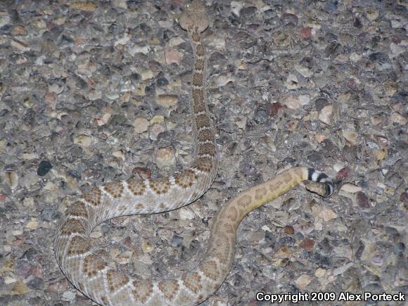 Western Diamond-backed Rattlesnake (Crotalus atrox)