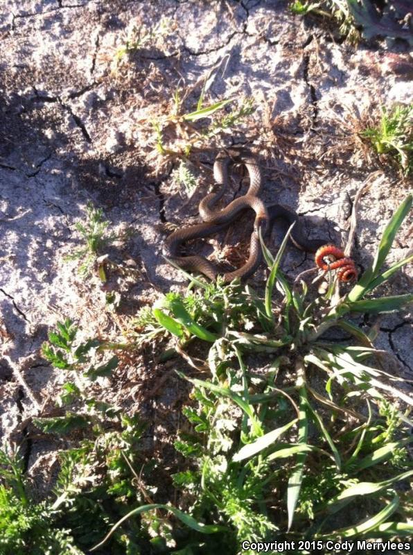 San Diego Ring-necked Snake (Diadophis punctatus similis)