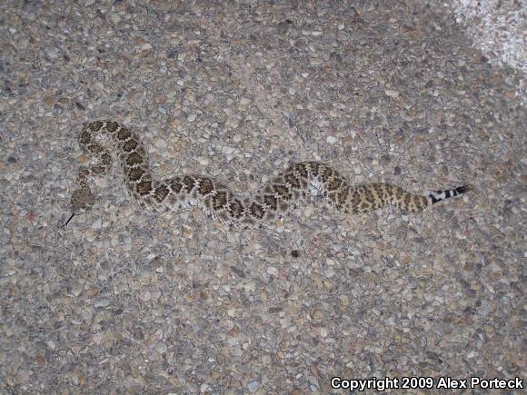 Western Diamond-backed Rattlesnake (Crotalus atrox)