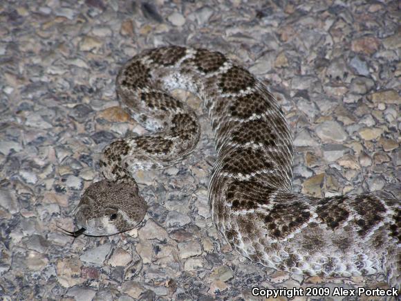 Western Diamond-backed Rattlesnake (Crotalus atrox)