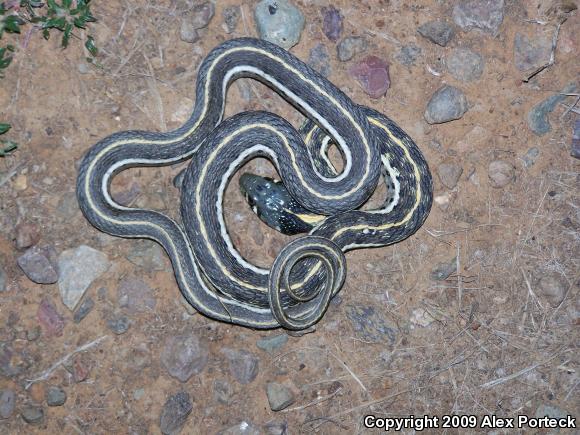 Western Black-necked Gartersnake (Thamnophis cyrtopsis cyrtopsis)