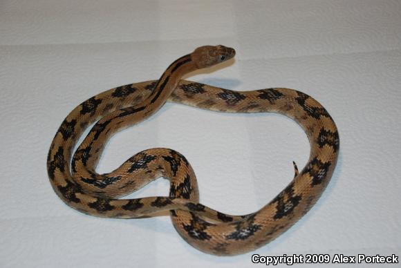 Trans-Pecos Rat Snake (Bogertophis subocularis)