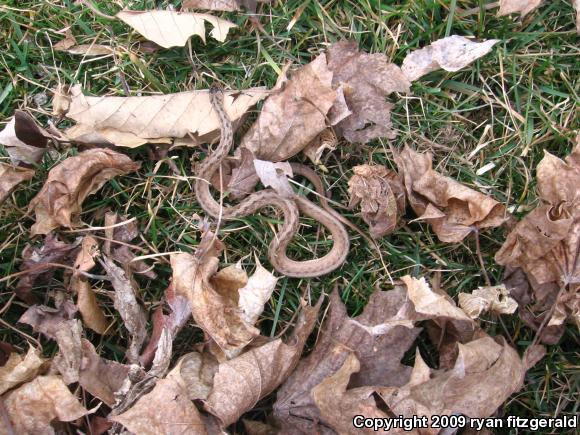 Northern Brownsnake (Storeria dekayi dekayi)