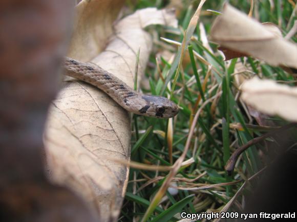 Northern Brownsnake (Storeria dekayi dekayi)