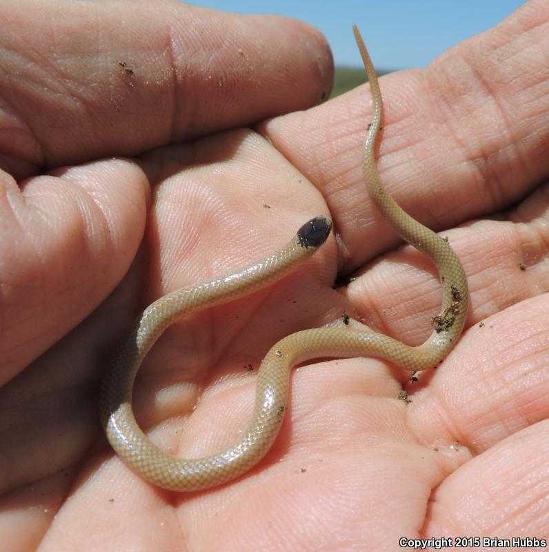 Plains Black-headed Snake (Tantilla nigriceps)