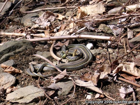 Eastern Gartersnake (Thamnophis sirtalis sirtalis)