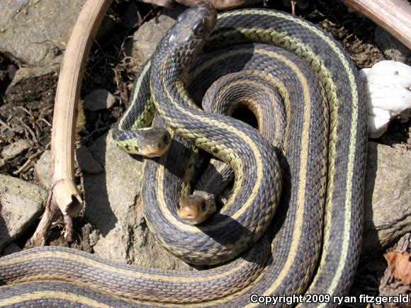 Eastern Gartersnake (Thamnophis sirtalis sirtalis)