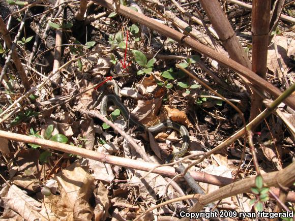 Eastern Gartersnake (Thamnophis sirtalis sirtalis)