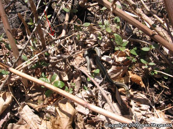 Eastern Gartersnake (Thamnophis sirtalis sirtalis)