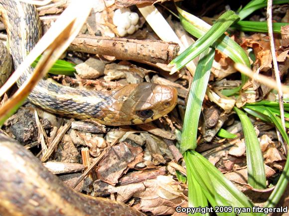 Eastern Gartersnake (Thamnophis sirtalis sirtalis)