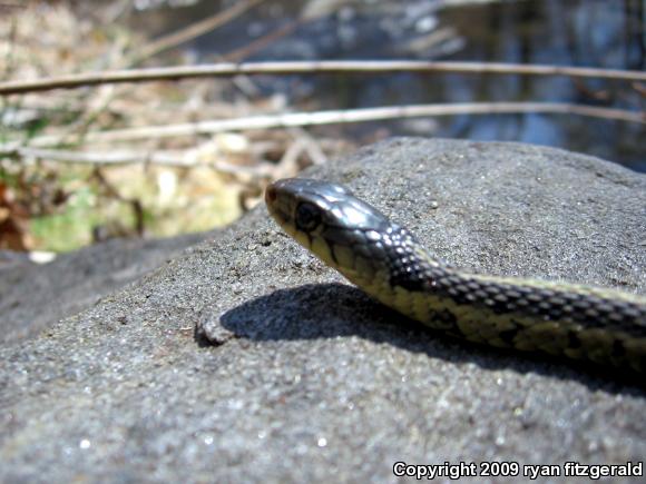 Eastern Gartersnake (Thamnophis sirtalis sirtalis)