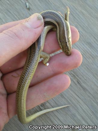 Variegated Skink (Plestiodon gilberti cancellosus)