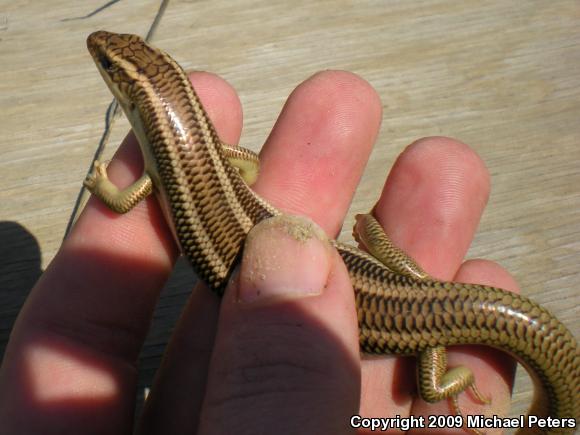 Variegated Skink (Plestiodon gilberti cancellosus)