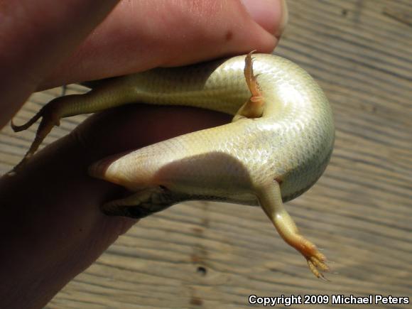 Variegated Skink (Plestiodon gilberti cancellosus)