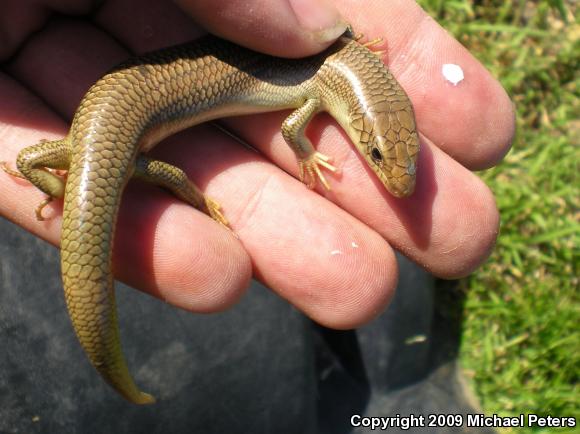 Variegated Skink (Plestiodon gilberti cancellosus)