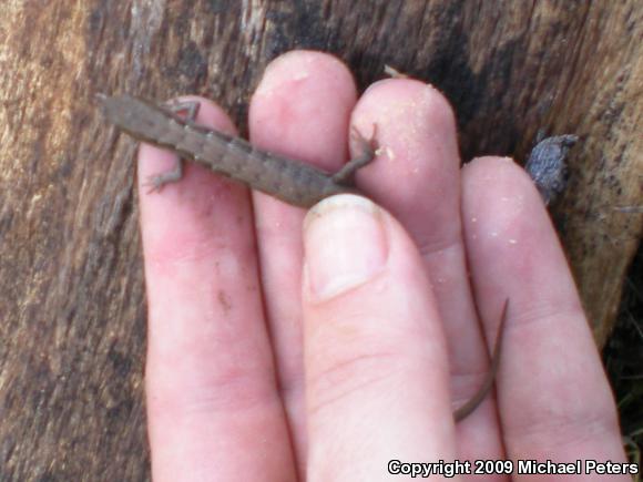 California Alligator Lizard (Elgaria multicarinata multicarinata)