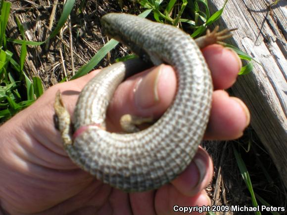 California Alligator Lizard (Elgaria multicarinata multicarinata)