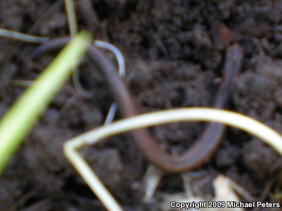 California Slender Salamander (Batrachoseps attenuatus)