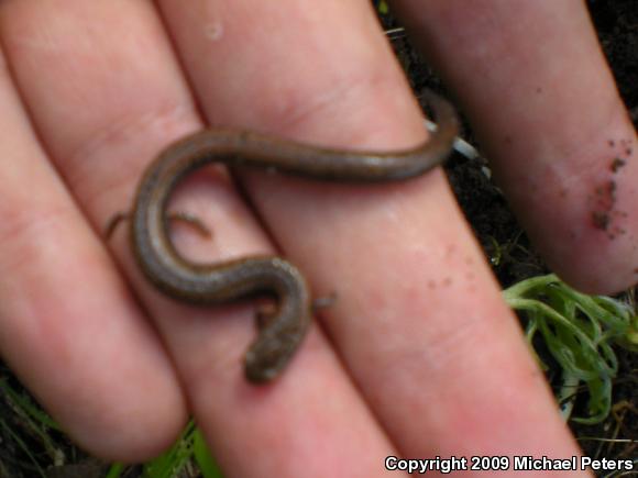 California Slender Salamander (Batrachoseps attenuatus)