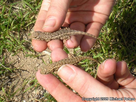 Coast Range Fence Lizard (Sceloporus occidentalis bocourtii)