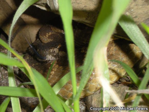 Northern Pacific Rattlesnake (Crotalus oreganus oreganus)