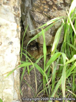 Northern Pacific Rattlesnake (Crotalus oreganus oreganus)