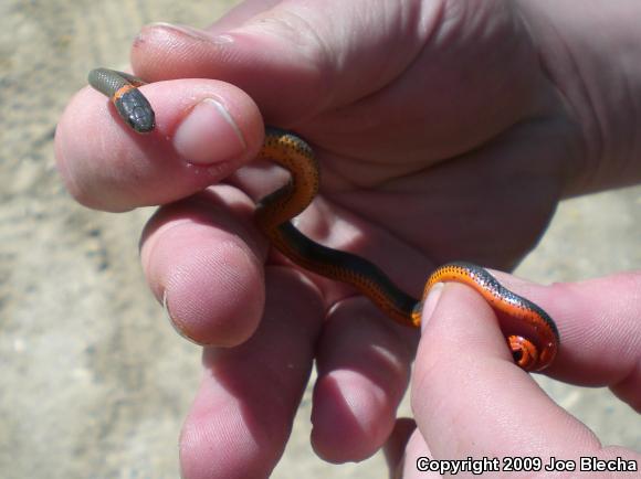 San Bernardino Ring-necked Snake (Diadophis punctatus modestus)