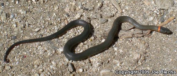 San Bernardino Ring-necked Snake (Diadophis punctatus modestus)