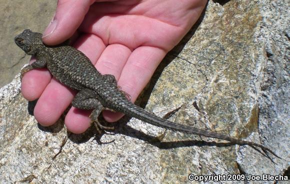 Great Basin Fence Lizard (Sceloporus occidentalis longipes)