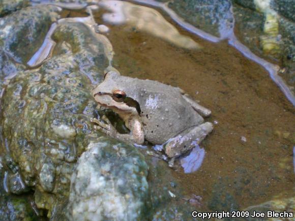 Baja California Treefrog (Pseudacris hypochondriaca)