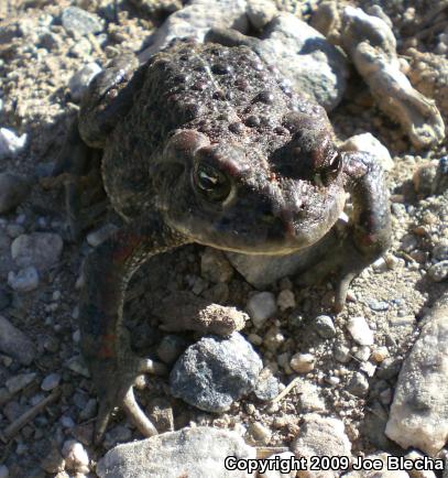 Southern California Toad (Anaxyrus boreas halophilus)