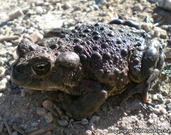 Southern California Toad (Anaxyrus boreas halophilus)