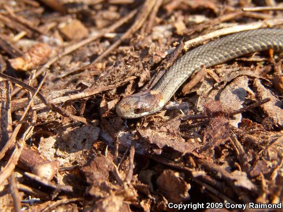 Red-bellied Snake (Storeria occipitomaculata)