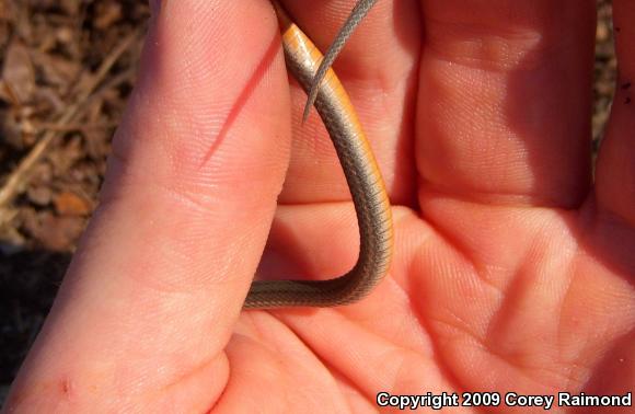 Red-bellied Snake (Storeria occipitomaculata)